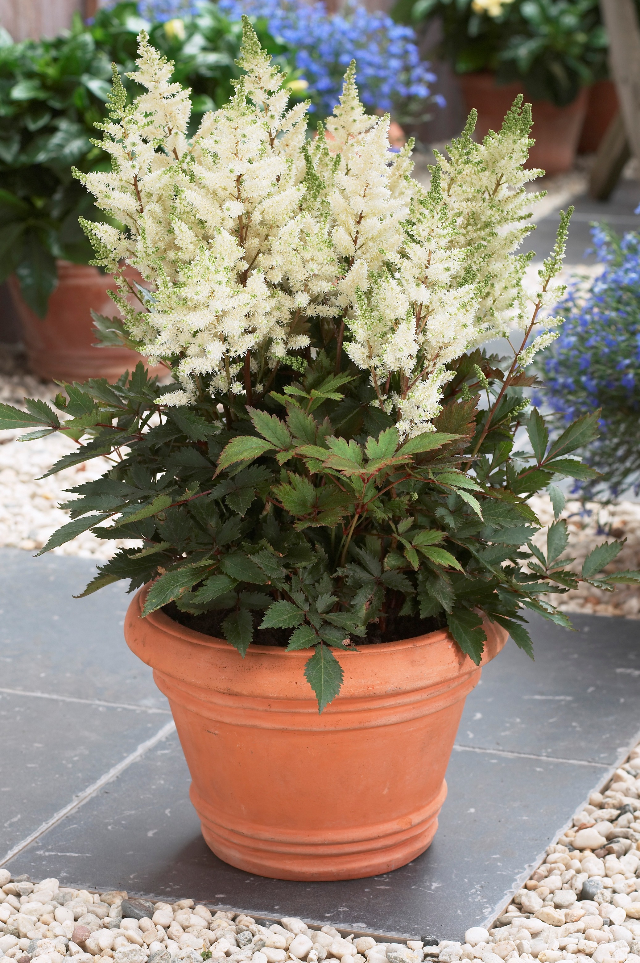 Astilbe arendsii 'Rock and Roll'